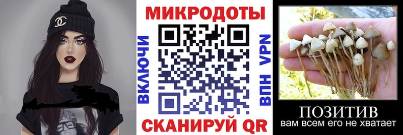 Купить  Куровское  Галлюциногенные грибы MAGIC MUSHROOMS 